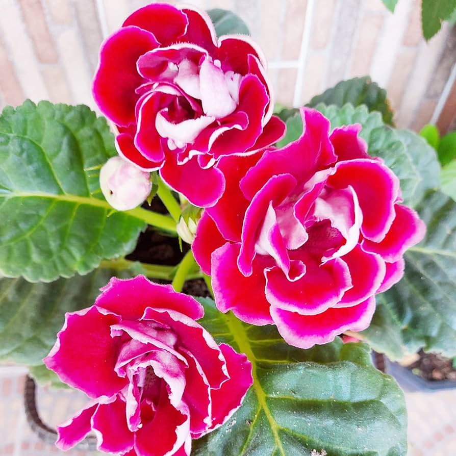 Gloxinia (flower Sinningia speciosa) for planting in garden